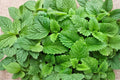 Lemon Balm Seeds 235 – Heirloom Perennial Herb Melissa officinalis for Herb Gardens, Containers & Pollinator Gardens
