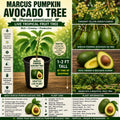 Live Marcus Pumpkin Avocado Tree – 1-2 Ft Tropical Fruit Tree, Persea americana, USDA Certified