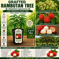Grafted Rambutan Tree 2–3 Ft Live Plant, Nephelium lappaceum, Exotic Tropical Fruit Tree, USDA Certified