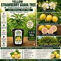Yellow Strawberry Guava Tree Live Plant 1–2 Ft Psidium littorale var. lucidum Tropical Fruit Tree