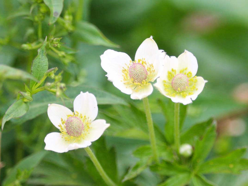 100 Anemone cylindrica Thimbleweed Seeds Wildflower Pollinator Garden