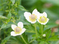 100 Anemone cylindrica Thimbleweed Seeds Wildflower Pollinator Garden