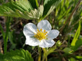 100 Seeds Prairie Cinquefoil Drymocallis arguta Wildflower Pollinator Cottage Garden