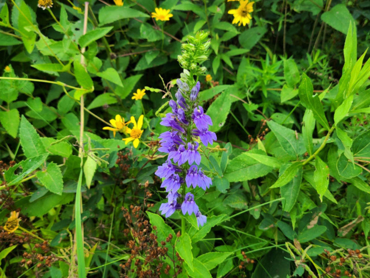 100 Great Blue Lobelia Seeds Lobelia siphilitica Wetland Wildflower Rain Garden