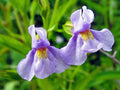 1000 Seeds Monkey Flower Mimulus ringens Wetland Wildflower Perennial Moisture Loving