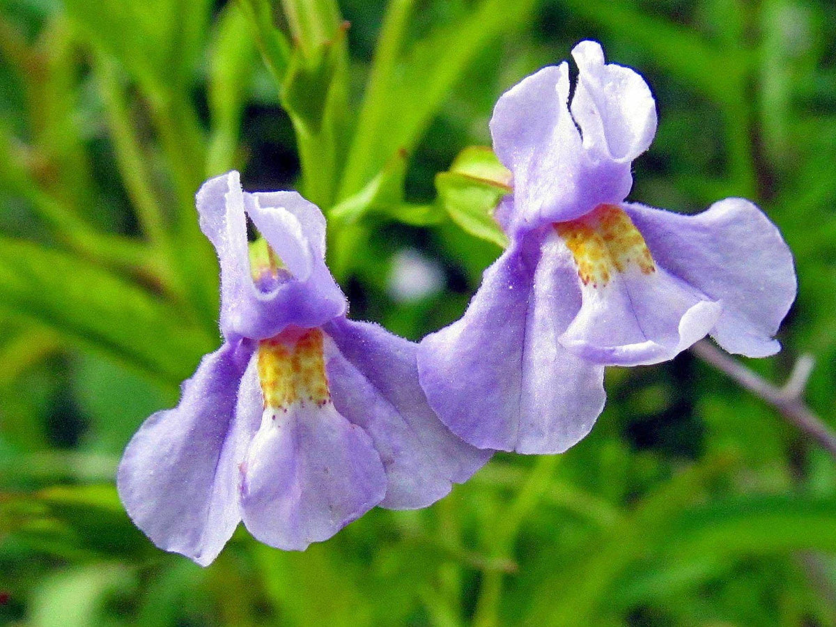 1000 Seeds Monkey Flower Mimulus ringens Wetland Wildflower Perennial Moisture Loving