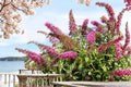 Mixed Colors Butterfly Bush Seeds, Buddleia davidii Flowering Shrub, 100 Seeds for Garden Planting
