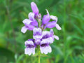 40 Seeds Showy Beardtongue Penstemon cobaea Wildflower Pollinator Cottage Garden