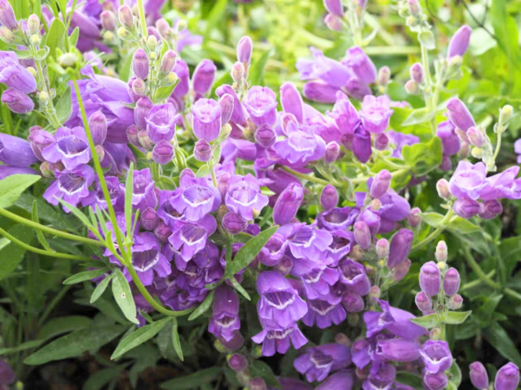 40 Seeds Showy Beardtongue Penstemon cobaea Wildflower Pollinator Cottage Garden