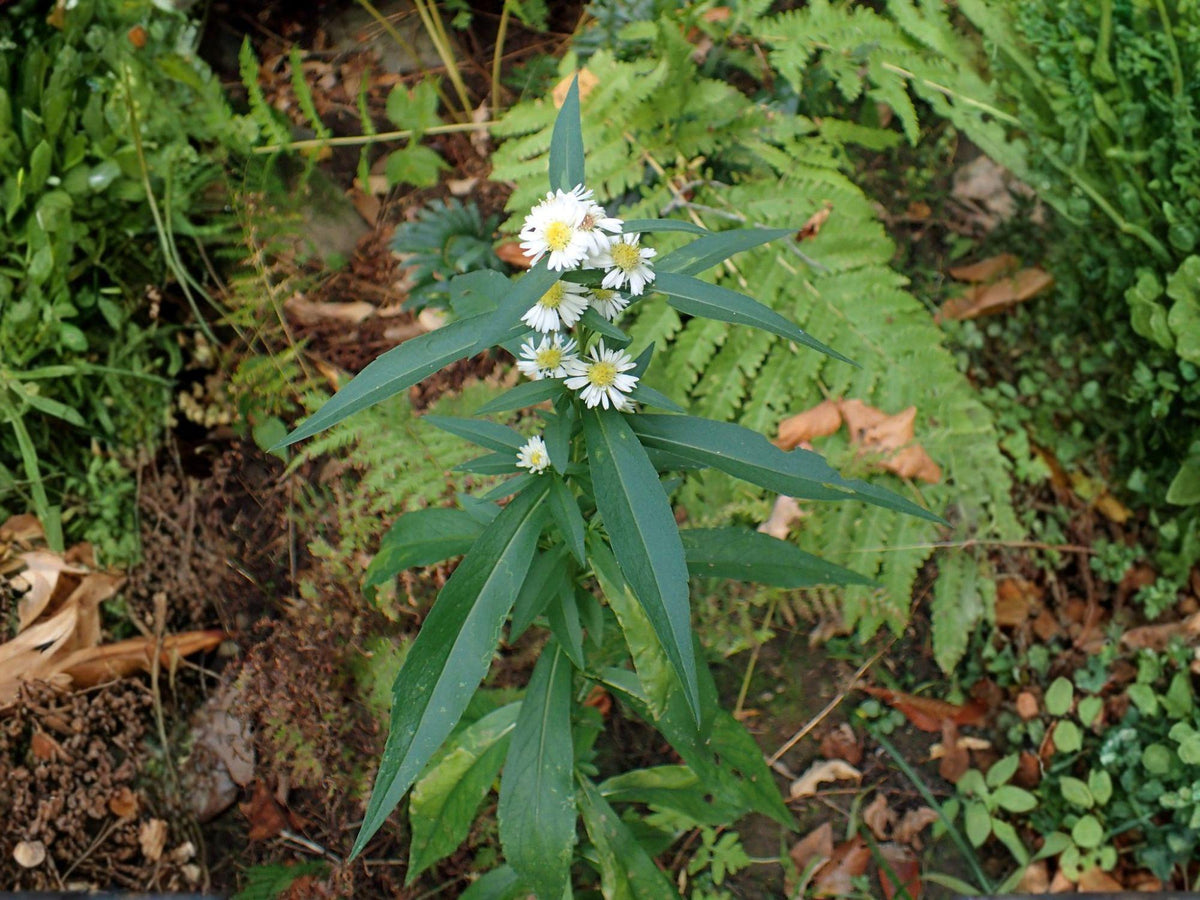 100 Symphyotrichum lanceolatum Panicled Aster Seeds Wildflower Pollinator Garden