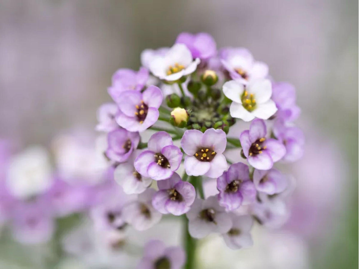 100 Seeds Dwarf Pink Sweet Alyssum Lobularia maritima Flower Seeds for Planting