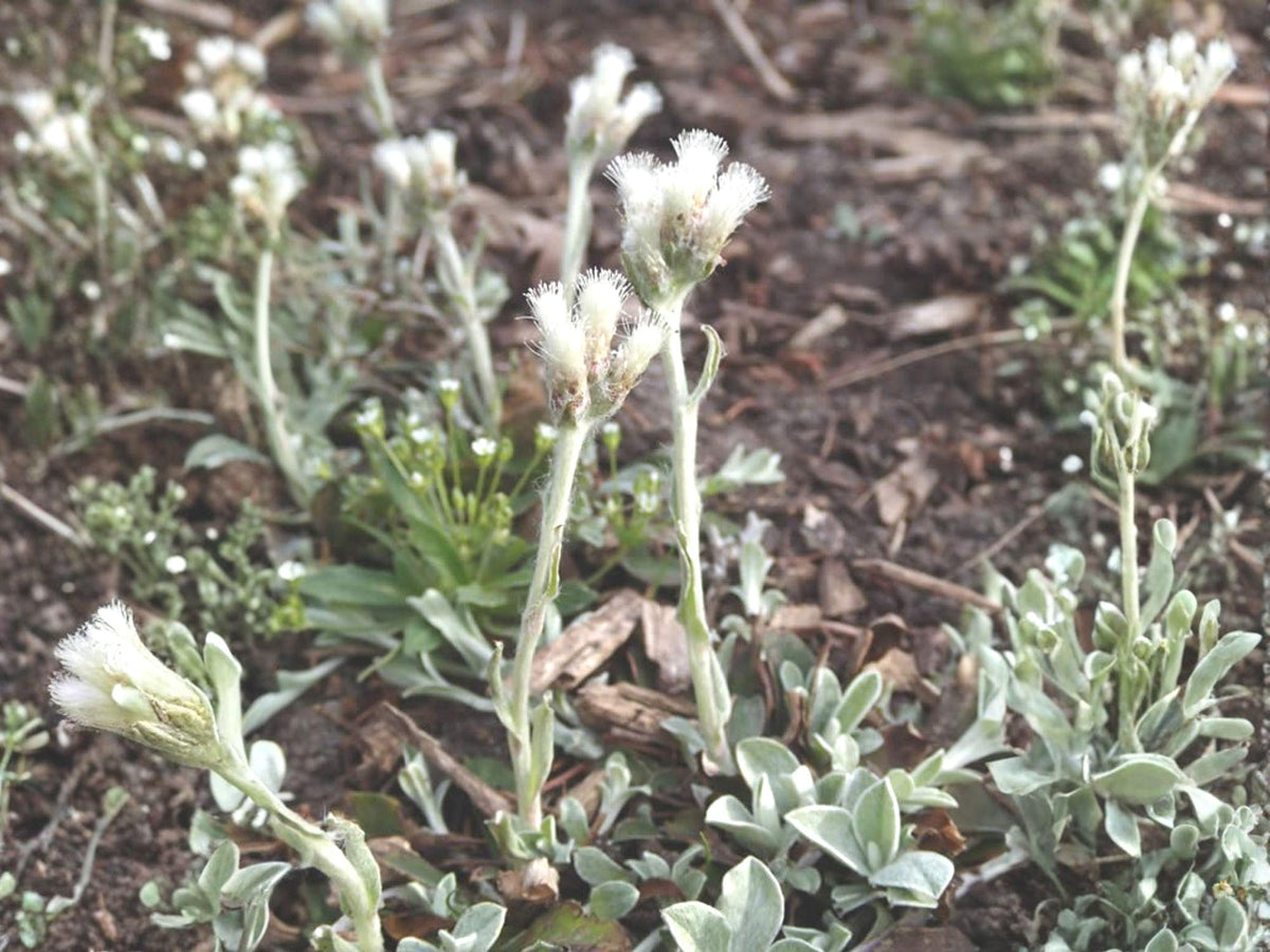 100 Prairie Pussytoes Seeds Antennaria neglecta Wildflower Pollinator Cottage Garden