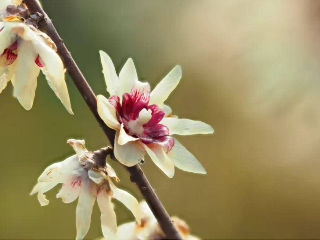 10 Seeds Fragrant Wintersweet Chimonanthus praecox Tree Shrub Bonsai Landscaping