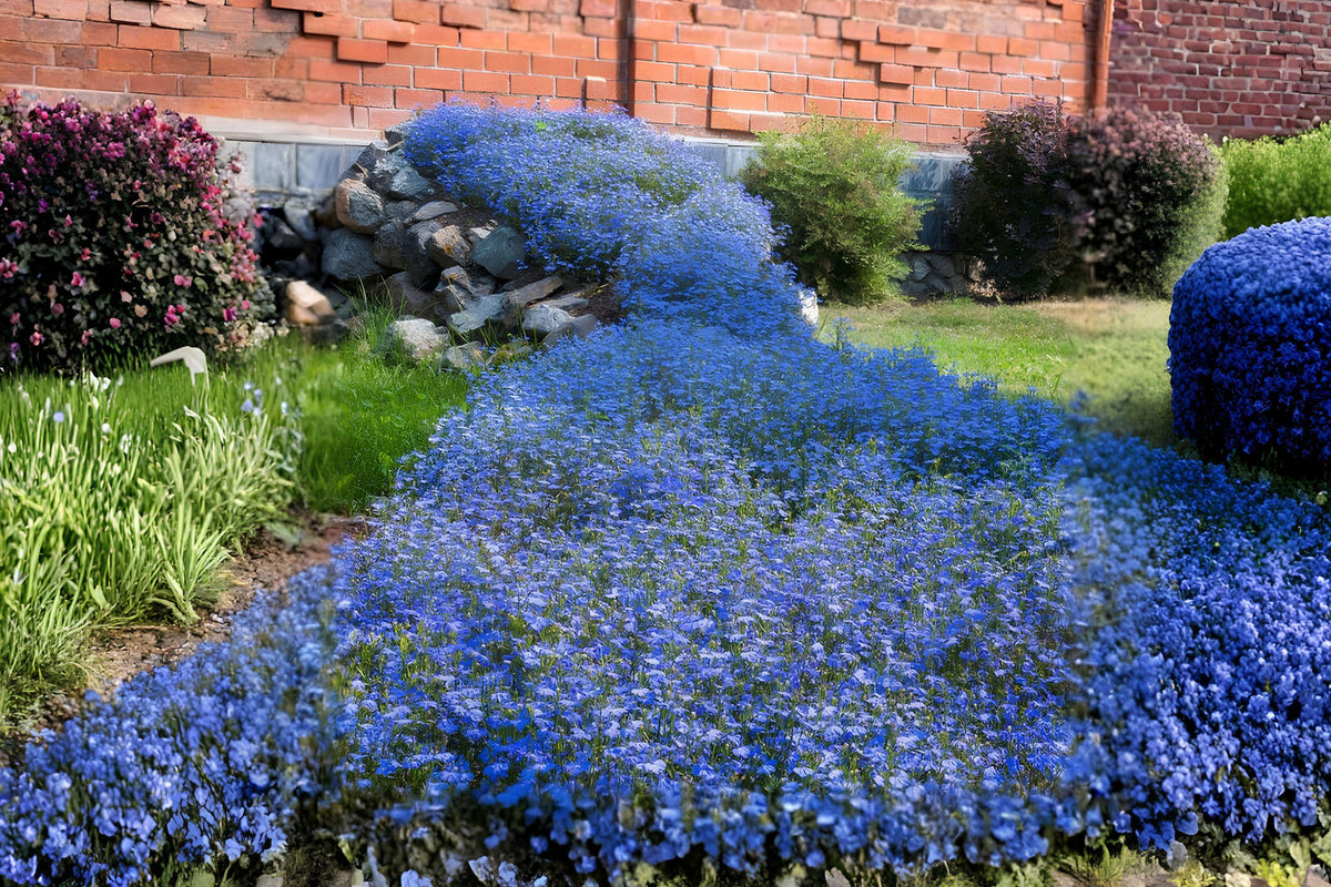 Blue Carpet Lobelia Seeds – 100 Pack, Compact Annual Flower with Bright Blue Blooms, Lobelia erinus for Containers, Borders & Ground Cover