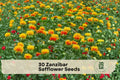 Zanzibar Safflower Seeds, Ornamental Flower Seeds, Carthamus tinctorius, Mixed Colors, Annual Flower, 30 Seeds