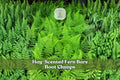 Hay-Scented Fern Bare Root Clumps | Dennstaedtia punctilobula Deciduous Shade Garden Ferns