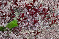 Sand Cherry Bush Seedlings – Prunus pumila Ornamental Shrub for Landscaping, Borders & Gardens (2 Live Plants)