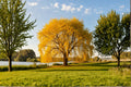 Golden Weeping Willow Tree Live Plant – Salix babylonica Ornamental Shade Tree for Landscaping and Gardens