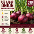 Red Grano Onion Seeds – Sweet Red Bulb Allium cepa, Vegetable, Annual, 310 Seeds