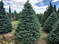 European Silver Fir Seeds | Abies alba Heirloom Non-GMO Evergreen Tree Seeds (10 Pack)