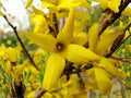 Forsythia suspensa Seeds – Heirloom Golden-Bell Weeping Shrub for Garden Planting, Ornamental Shrubs, Non-GMO, Seasonal Color