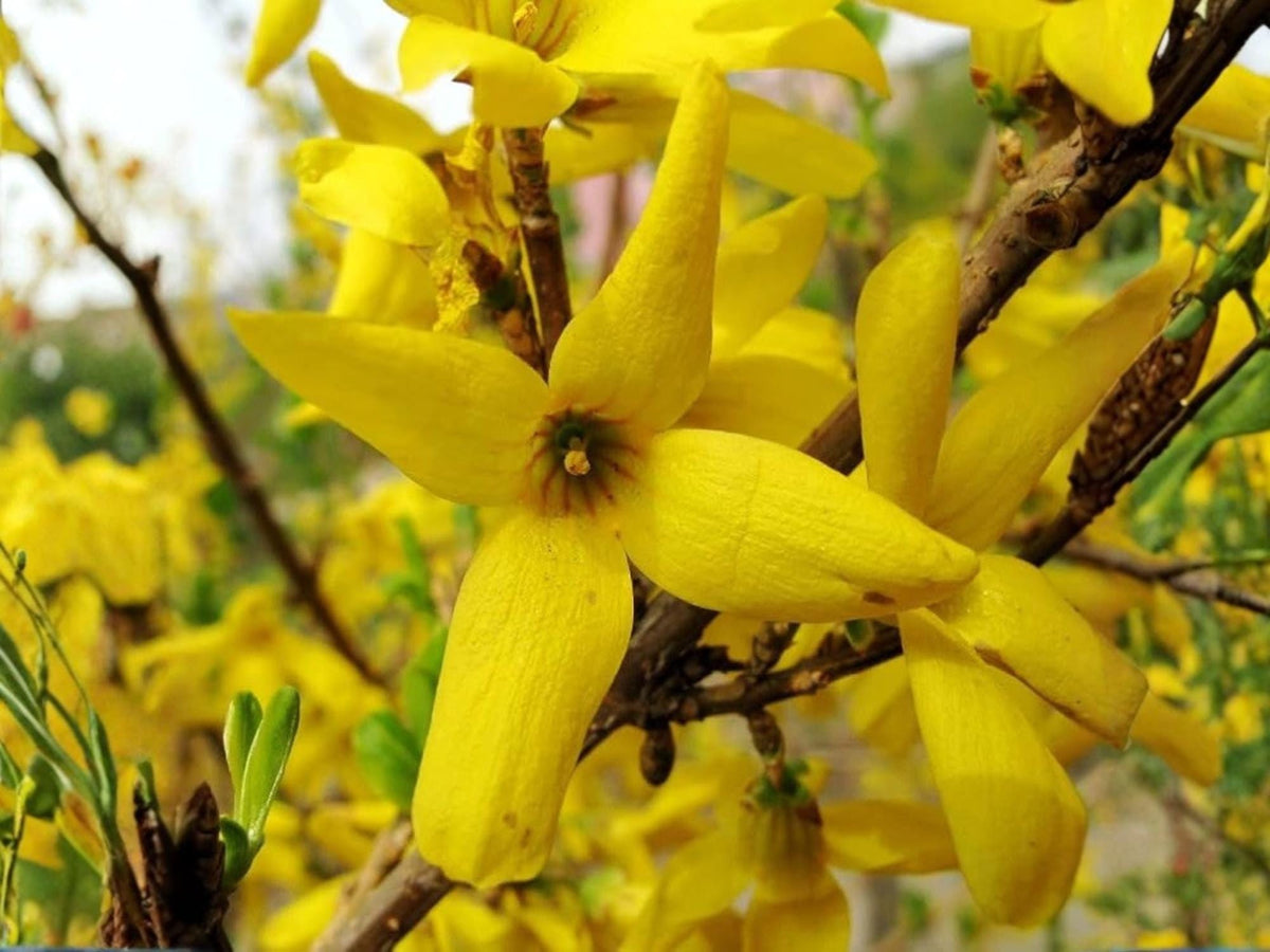 10 Forsythia suspensa Seeds Golden Bell Weeping Shrub Ornamental Garden Hedge