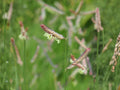 Blue Grama Seeds – Heirloom Non-GMO Native Grass for Gardens, Prairie Landscapes, Bouteloua gracilis