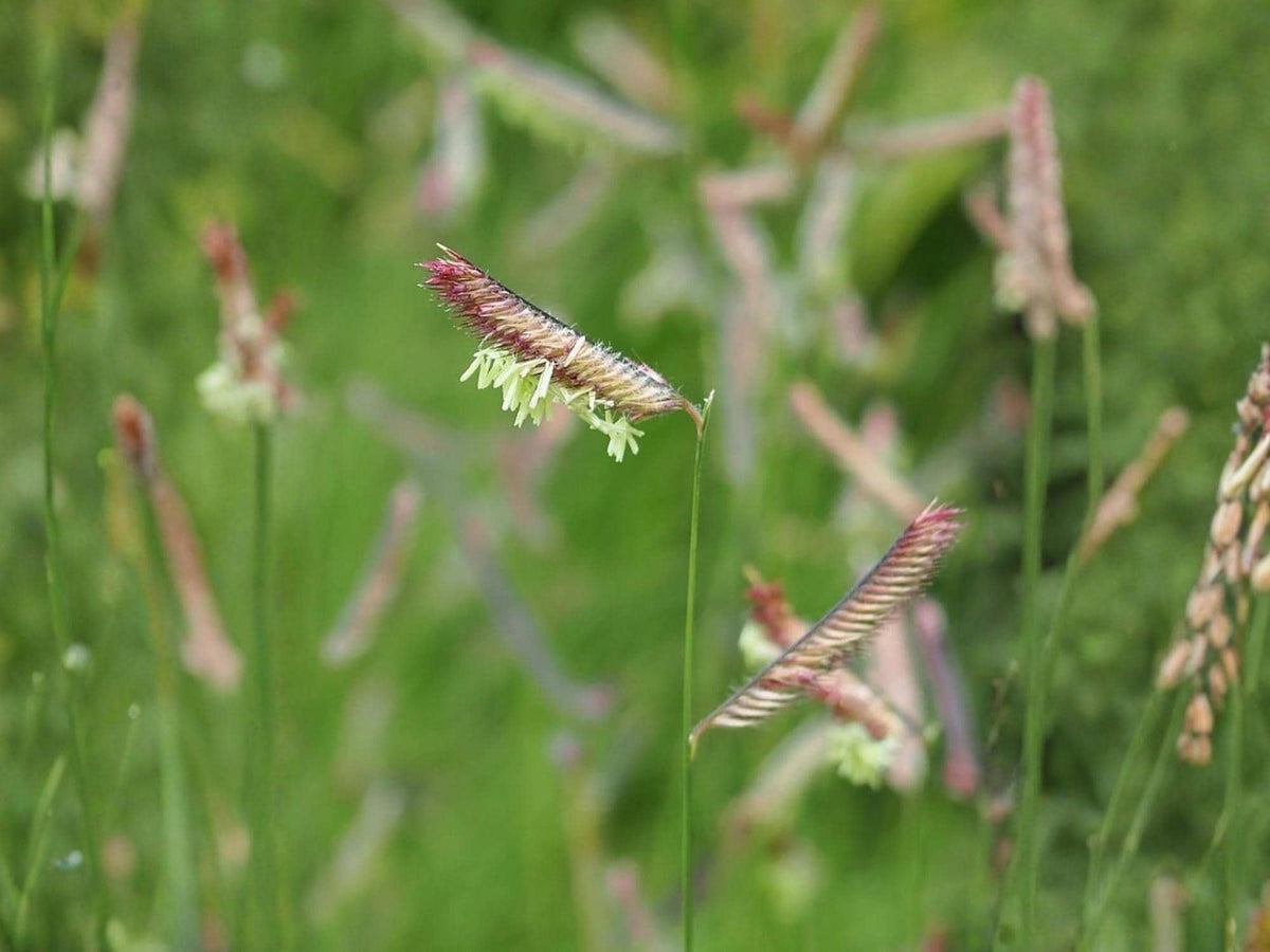 Blue Grama Seeds – Heirloom Non-GMO Native Grass for Gardens, Prairie Landscapes, Bouteloua gracilis