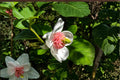 Magnolia Tree Seeds 10 Pack – Pink & White Flowering Ornamental Tree Seeds for Garden Planting – Magnolia spp.