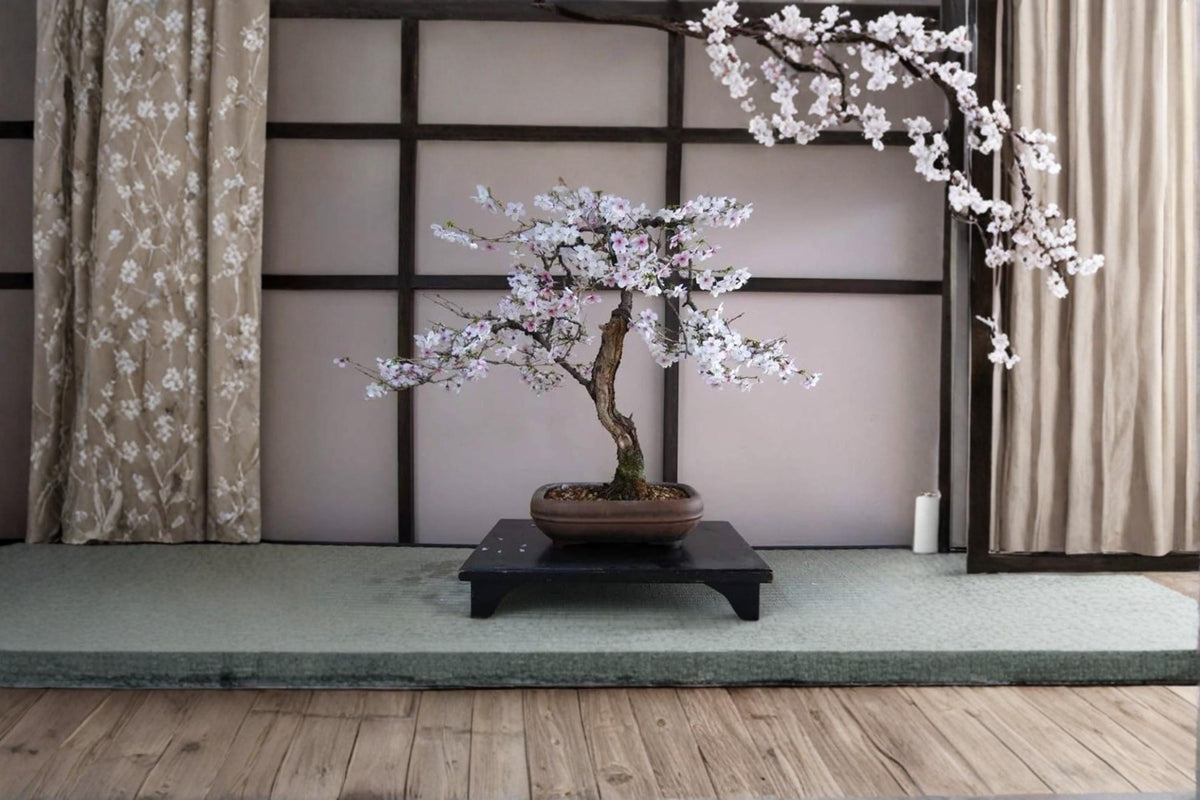 Black Cherry Tree Seeds – Prunus serotina Fruit-Bearing Deciduous Bonsai Seeds for Outdoor Gardens