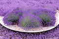 English Lavender Seeds 500 Pack | Fragrant Perennial Herb | Lavandula angustifolia for Gardens & Containers