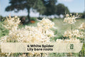 4 White Spider Lily Bare Roots - Hymenocallis 'Tropical Giant' Fragrant White Flowers, Ornamental Perennial for Garden, Border, Container
