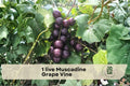 Live Muscadine Grape Vine in 4-Inch Pot | Native Vitis rotundifolia Climbing Fruit Vine for Gardens & Trellises