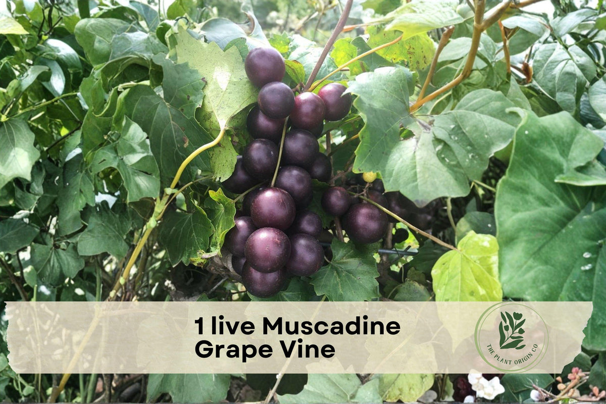 Live Muscadine Grape Vine in 4-Inch Pot | Native Vitis rotundifolia Climbing Fruit Vine for Gardens & Trellises