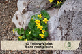 10 Yellow Violet Viola rotundifolia Bare Root Plants – Native Wildflower for Shade Gardens, Woodland, Pollinator-Friendly Ground Cover