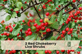 Red Chokeberry Shrubs, 4-Inch Pots, Aronia arbutifolia, Native North American, Ornamental Berry, Wildlife & Pollinator Friendly