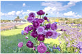 Purple Ranunculus Bulbs for Planting – Ranunculus asiaticus Flower Bulbs for Garden Beds & Containers