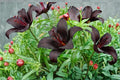 Night Rider Hybrid Lily Bulbs – Deep Burgundy Asiatic Lily Flower Bulbs for Garden, Borders, and Containers