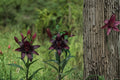 Blackstone Asiatic Lily Bulbs – Deep Burgundy Flowering Bulbs for Garden, Borders & Containers | Lilium Asiatic Hybrid