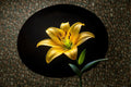 Yellow Diamond Lily Bulbs – Perennial Lilium Hybrid Flower Bulbs for Garden, Borders & Containers