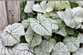 White Candidum Caladium Bulbs – 12 Pack, Caladium bicolor, Tropical Foliage Plant for Shade Gardens & Containers