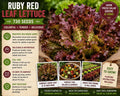 Ruby Red Leaf Lettuce Seeds – Loose Leaf Salad Greens, Heat-Resistant Lactuca sativa, Reddish-Green Leaves, Vegetable Seed Pack