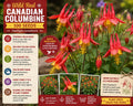 Wild Red Canadian Columbine Seeds – Aquilegia canadensis Perennial Wildflower with Red and Yellow Blooms, Native Shade Garden Plant