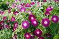 Scarlet O'Hara Morning Glory Seeds – Ipomoea purpurea Deep Pink Climbing Vine with White Center, Annual Flowering Vine for Garden Trellises