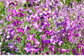 Evening Scented Stock Seeds – Matthiola bicornis Annual Flower Mix in Pink and Purple for Fragrant Garden Blooms