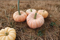Porcelain Doll Pumpkin Seeds – Pink Ornamental Cucurbita maxima for Fall Gardens & Decorations