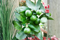 Dwarf Lime Tree Seeds – Citrus aurantifolia Compact Citrus for Containers, Home Gardens, Patio, Edible Landscaping