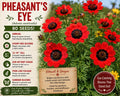 Pheasant's Eye Seeds – Adonis aestivalis Annual Red Wildflower with Dark Centers, 80 Seeds