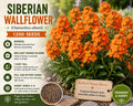 Siberian Wallflower Seeds – Fragrant Orange Biennial Flower Cheiranthus allionii – Garden Bed Borders & Cottage Gardens