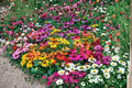 Mixed Color Coneflower Seeds 1000 Echinacea spp. Perennial Wildflower Seeds for Garden Planting